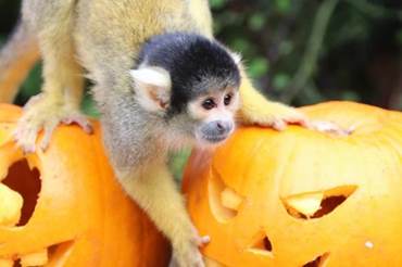 Boo at London Zoo