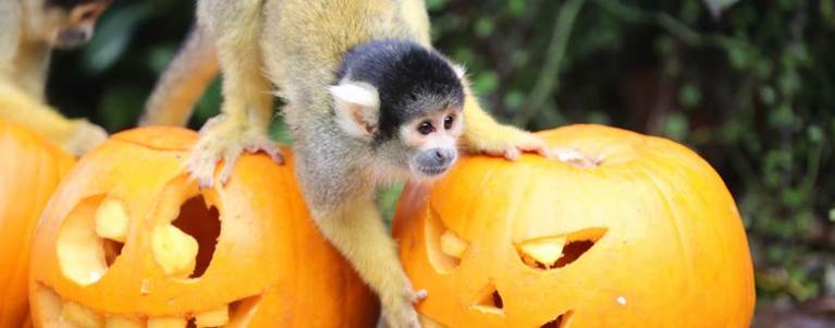 Boo at London Zoo