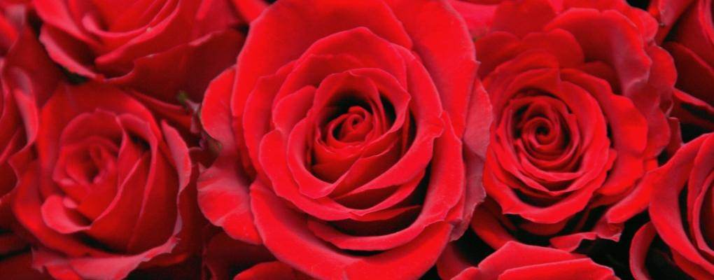 Valentine's Day in Paddington