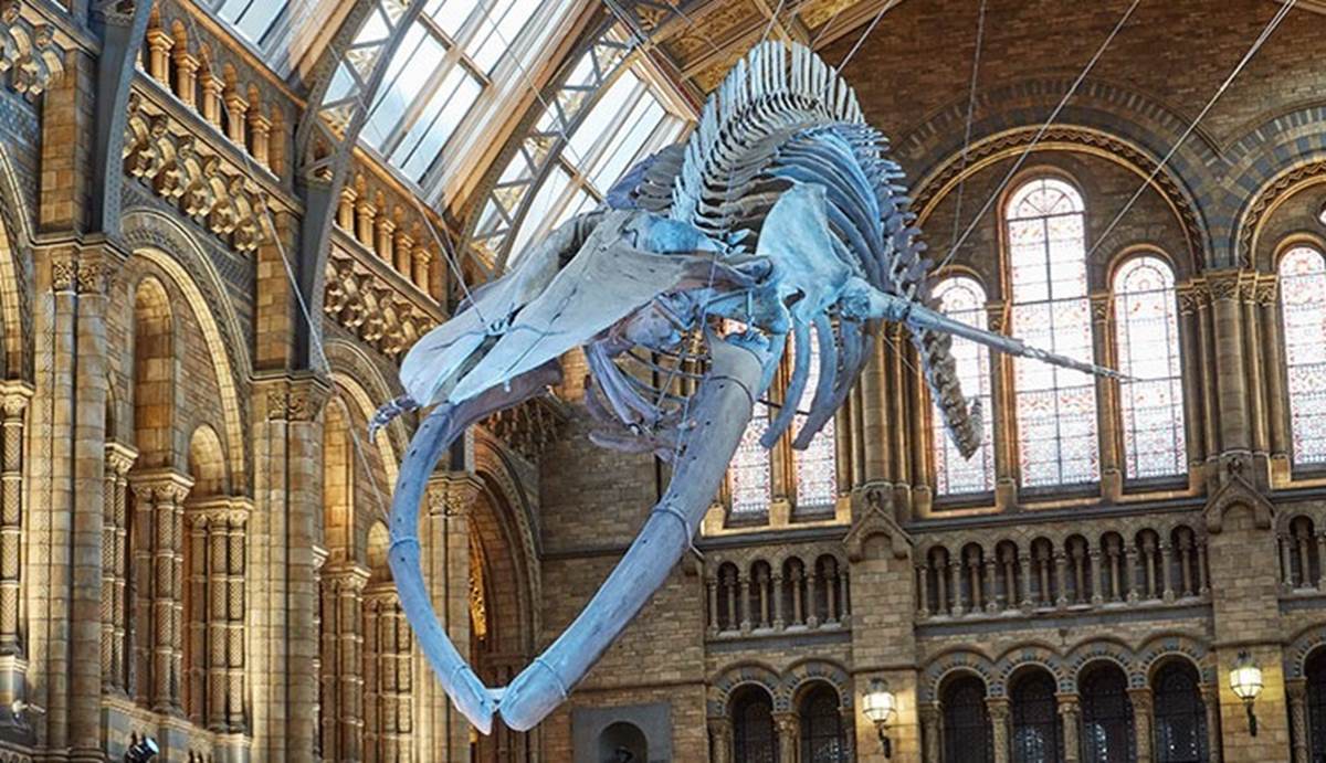 natural history museum free tour